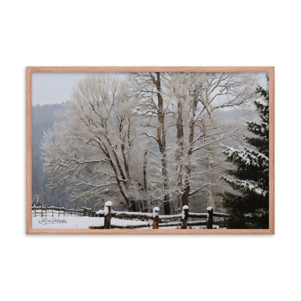 Winter Wonder Trees - Framed Paintography