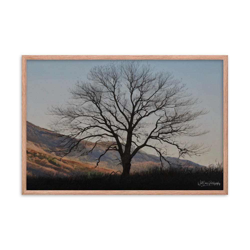 Old Tree - Framed Paintography