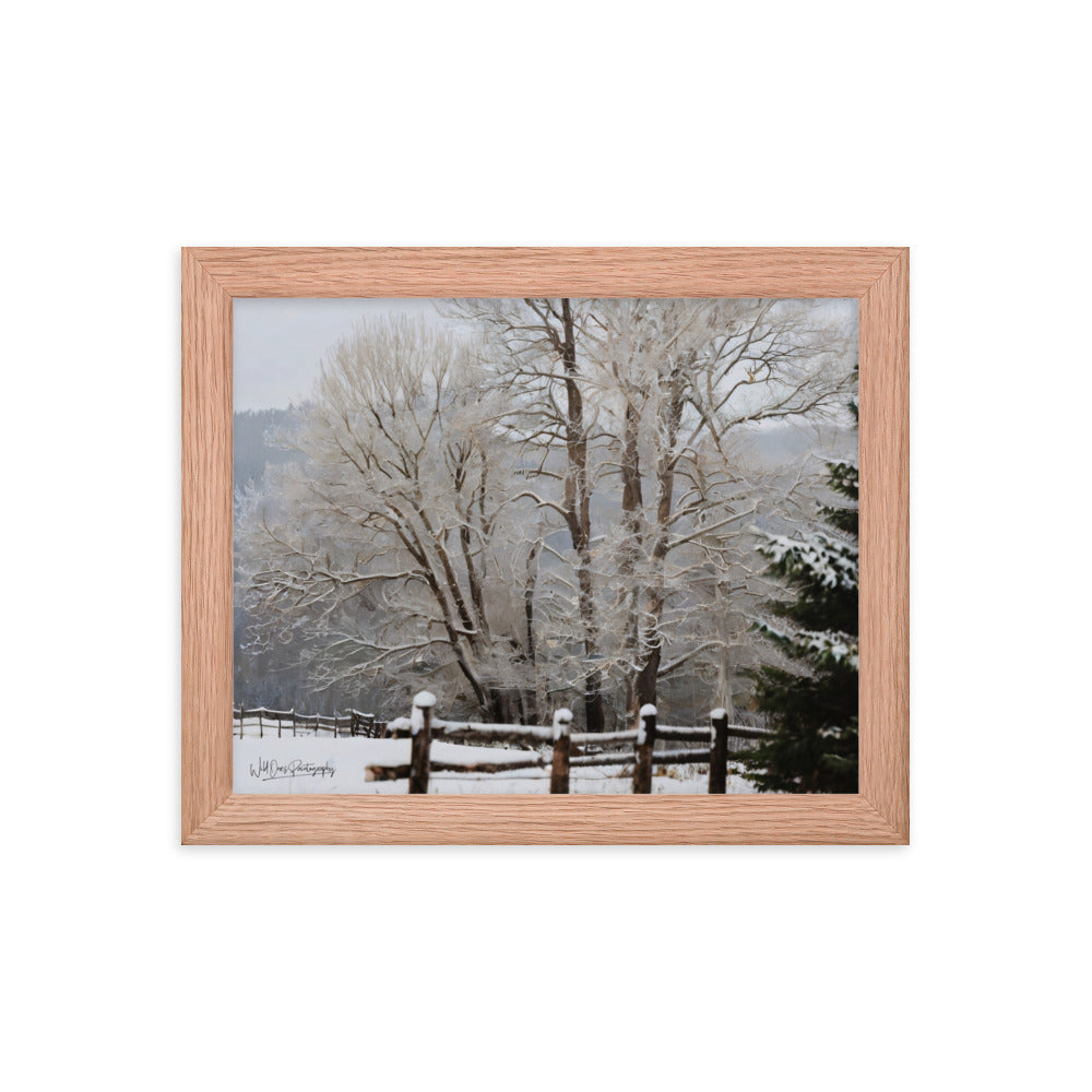 Winter Wonder Trees - Framed Paintography