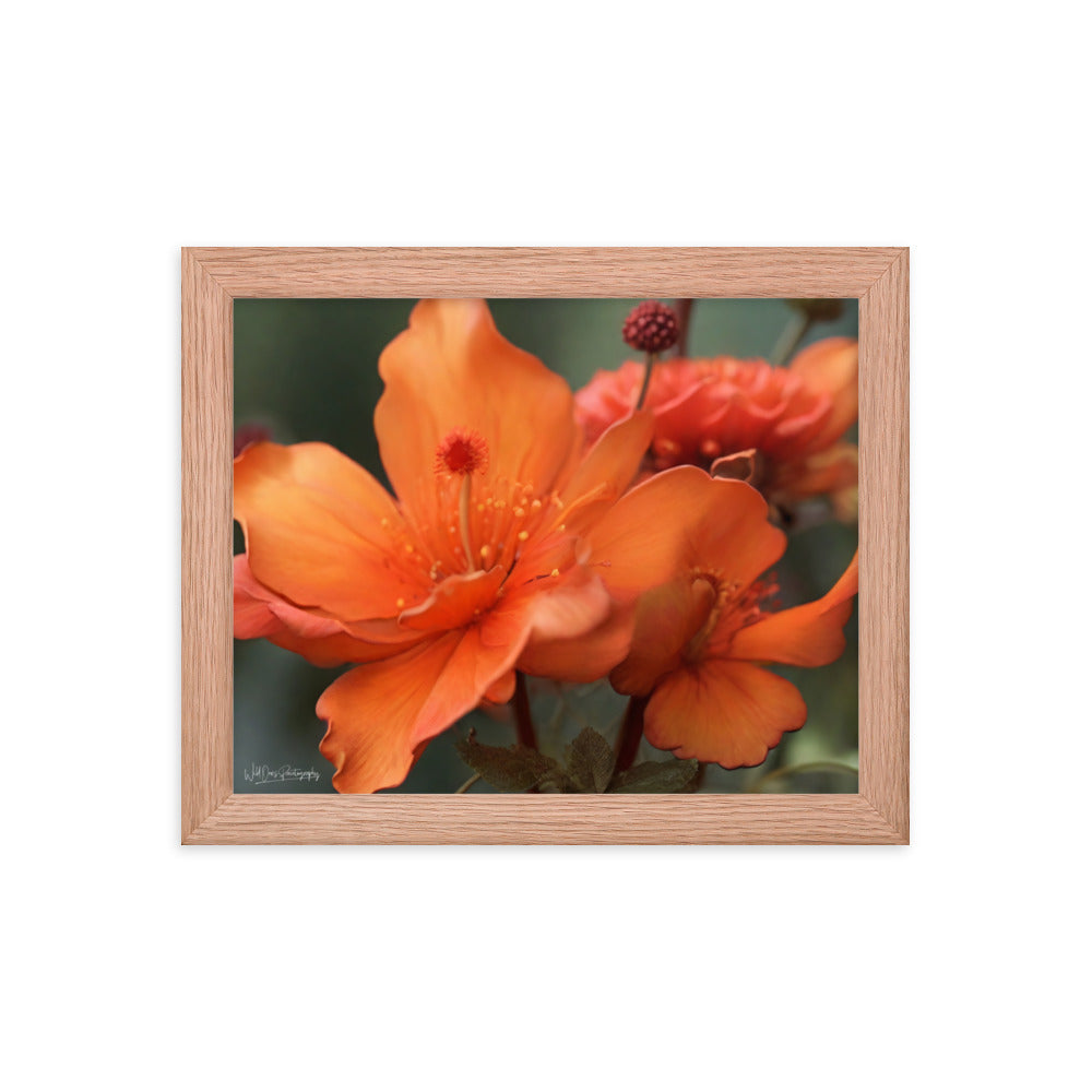 Tiger Lily - Framed Paintography