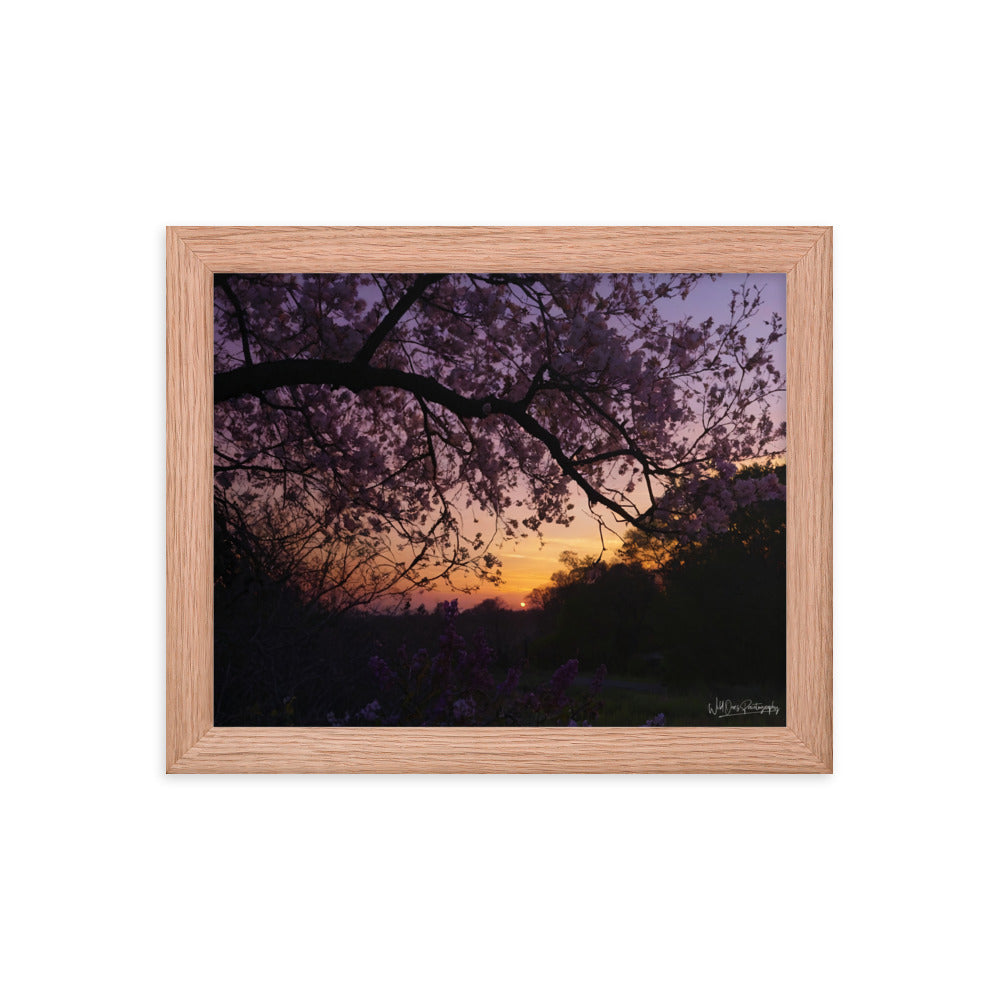 Sunset Blooms - Framed Paintography