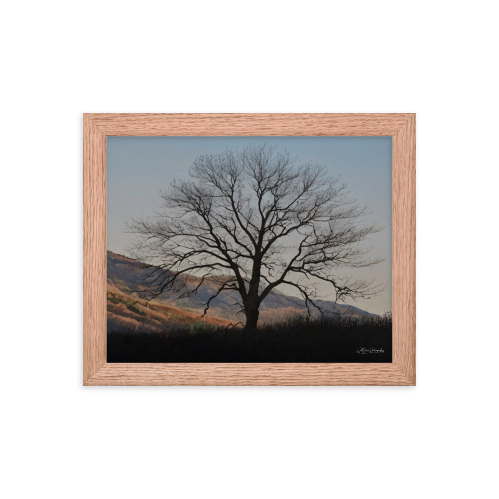 Old Tree - Framed Paintography