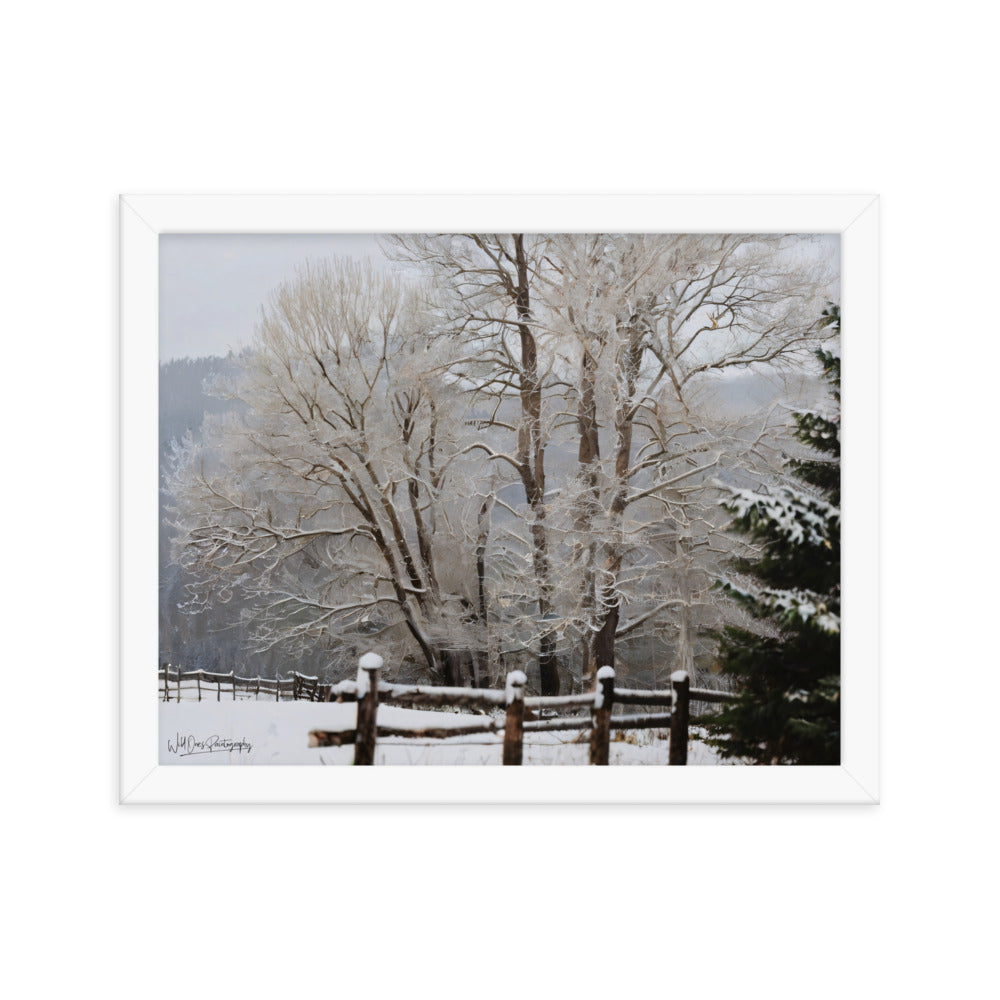 Winter Wonder Trees - Framed Paintography