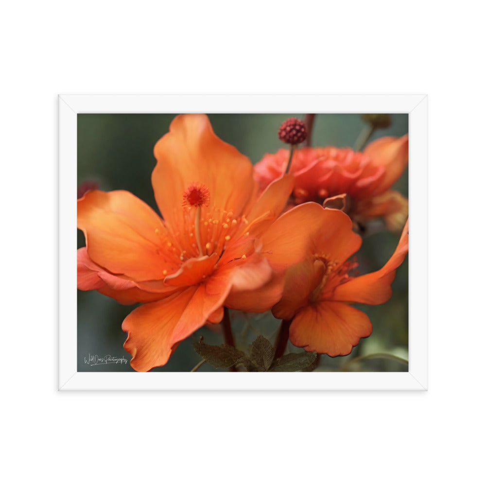 Tiger Lily - Framed Paintography