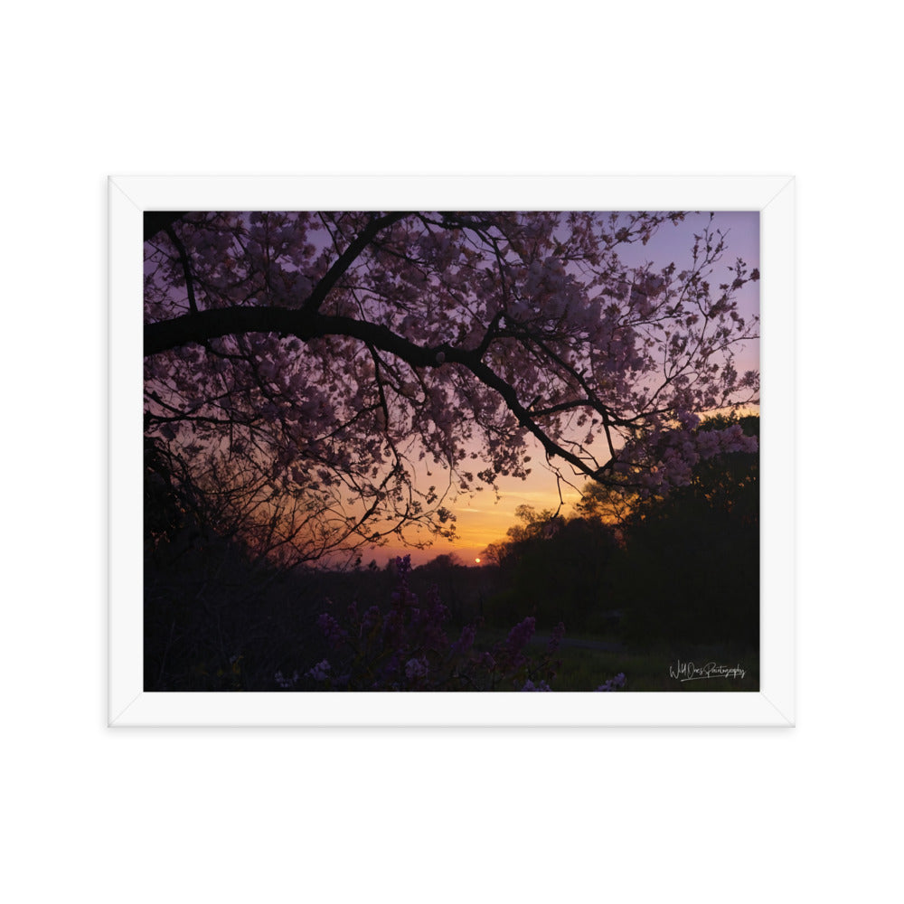 Sunset Blooms - Framed Paintography