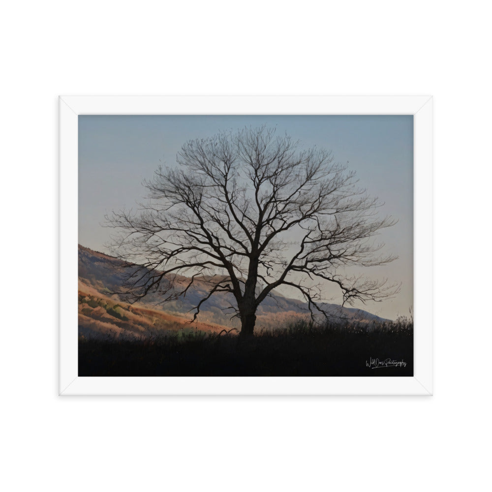 Old Tree - Framed Paintography
