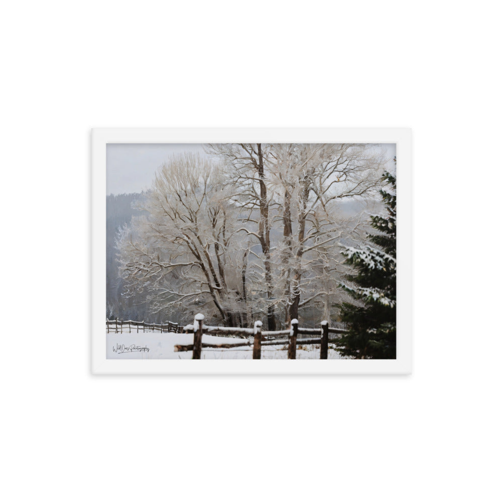 Winter Wonder Trees - Framed Paintography