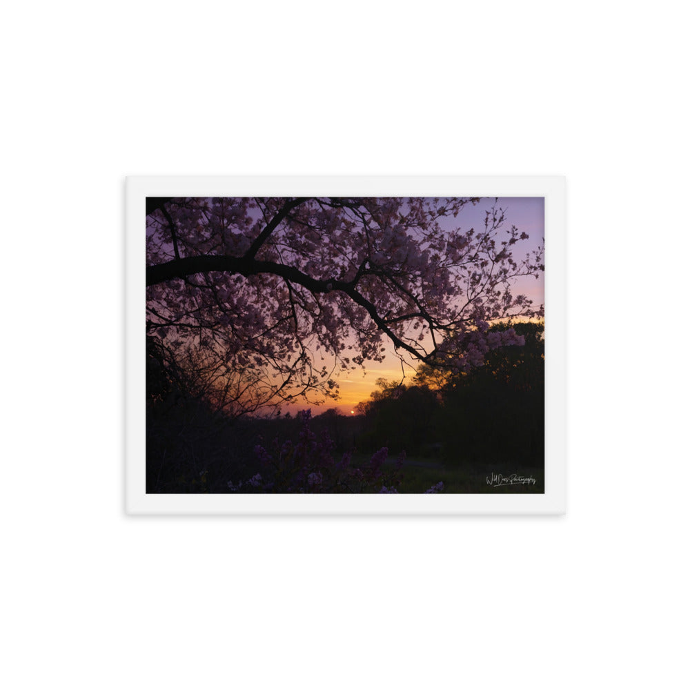 Sunset Blooms - Framed Paintography