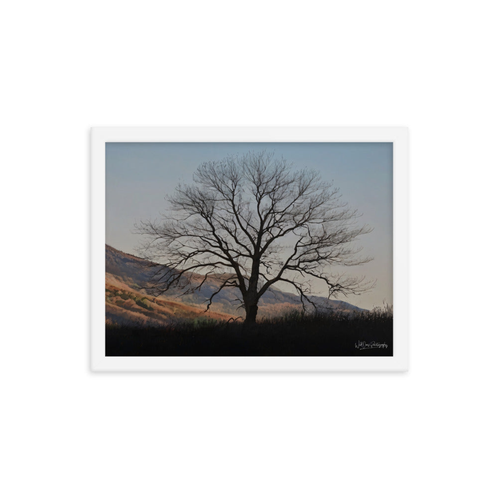Old Tree - Framed Paintography