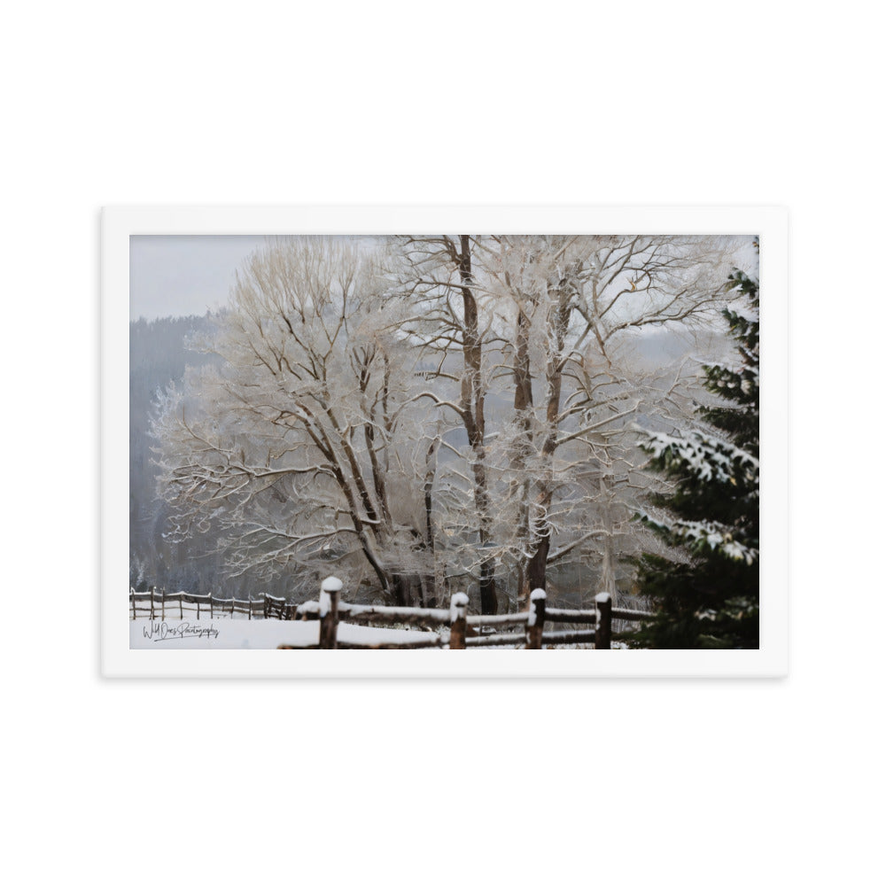 Winter Wonder Trees - Framed Paintography