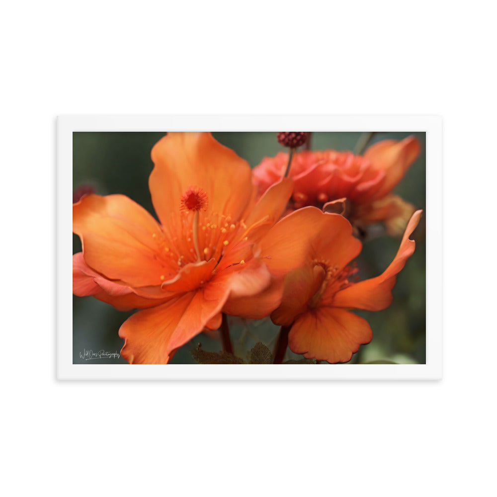 Tiger Lily - Framed Paintography
