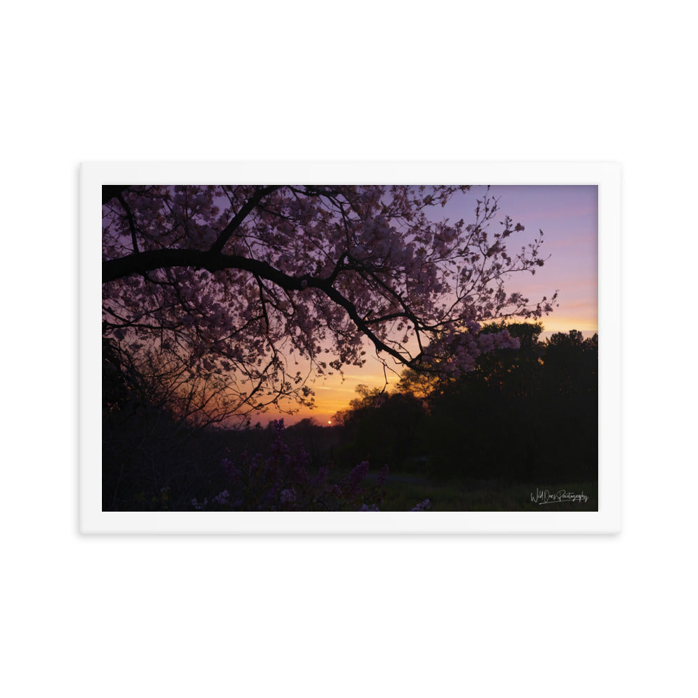 Sunset Blooms - Framed Paintography
