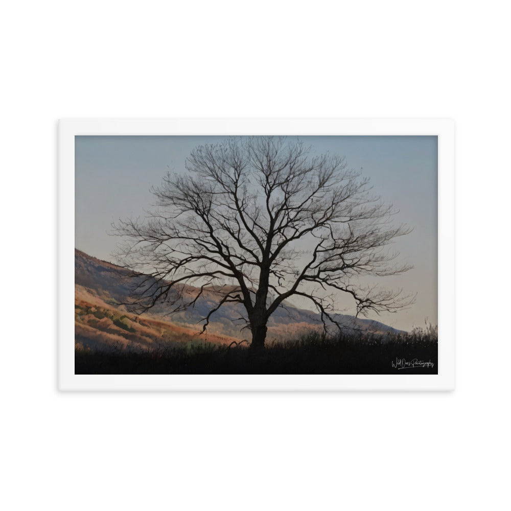 Old Tree - Framed Paintography