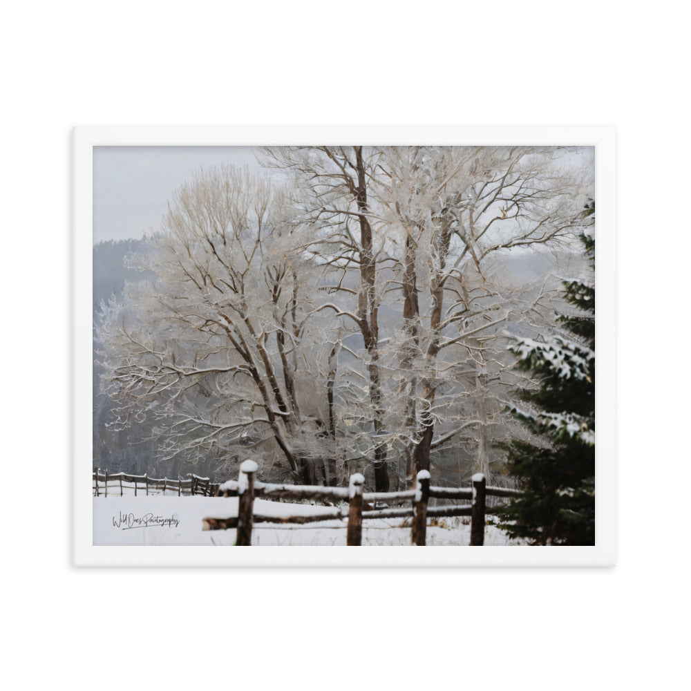 Winter Wonder Trees - Framed Paintography