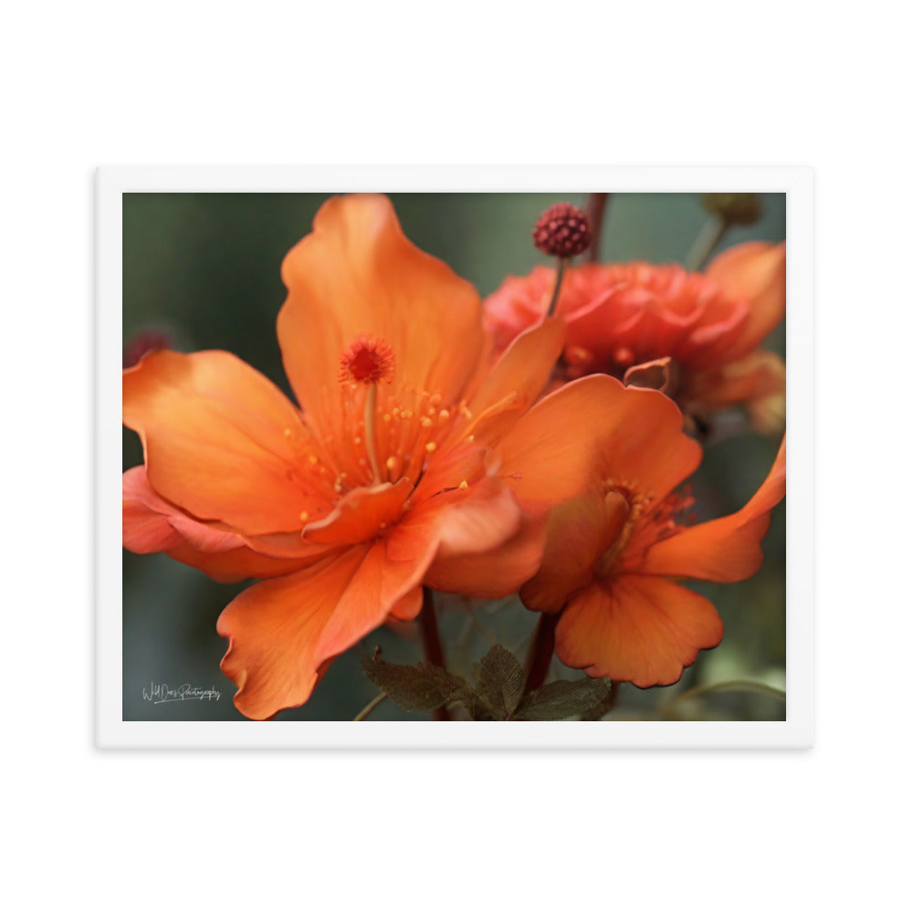 Tiger Lily - Framed Paintography