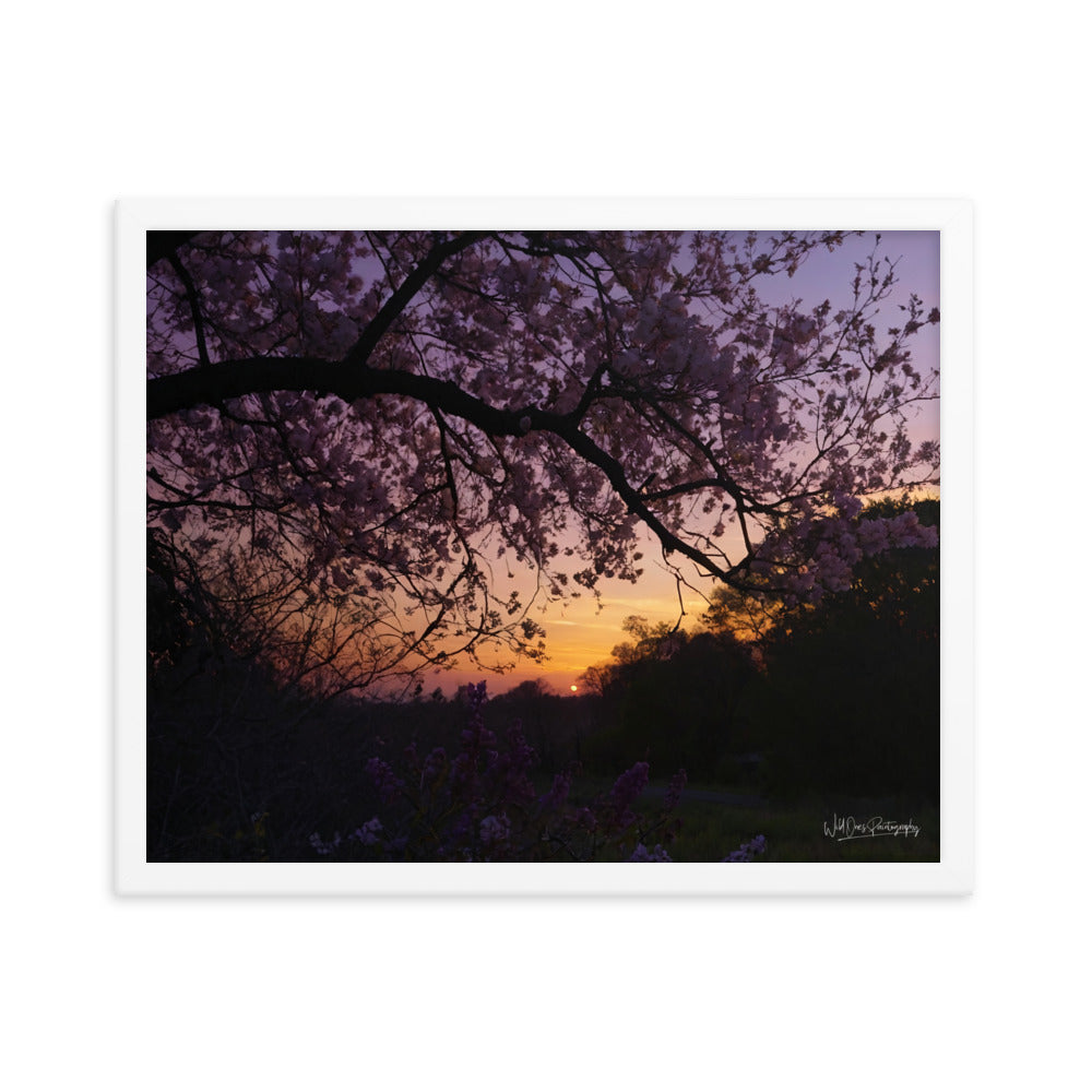 Sunset Blooms - Framed Paintography