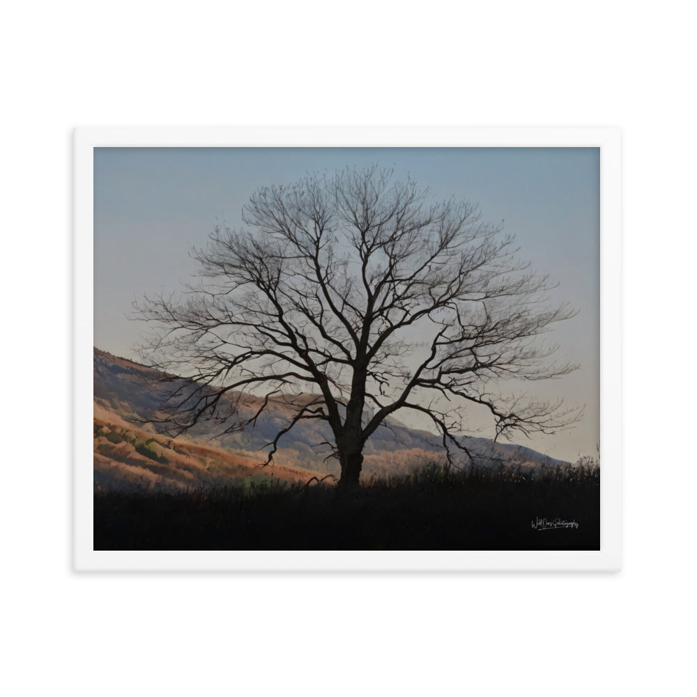 Old Tree - Framed Paintography