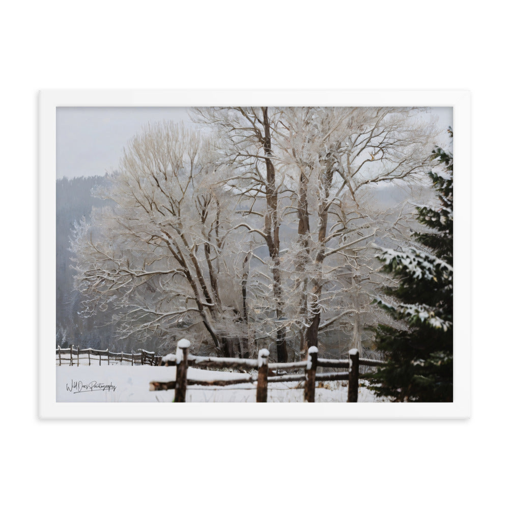 Winter Wonder Trees - Framed Paintography