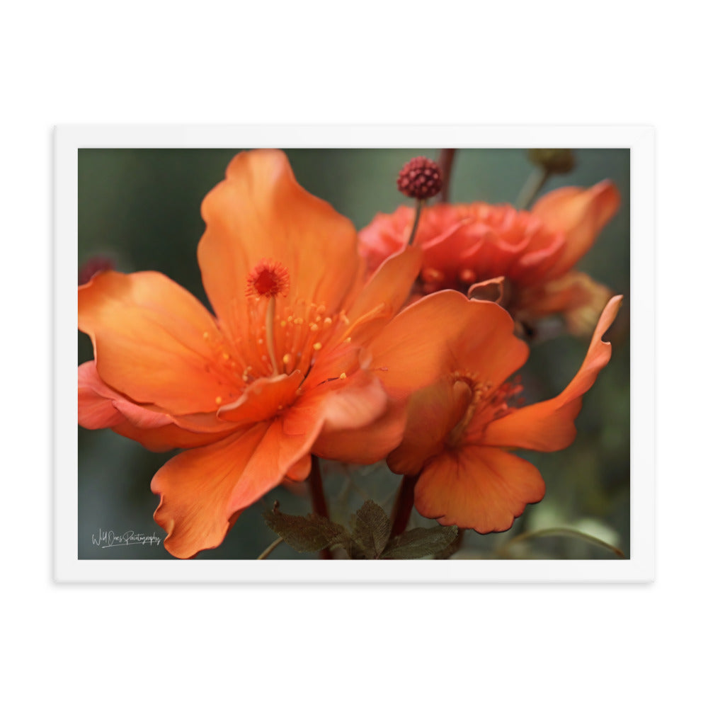 Tiger Lily - Framed Paintography