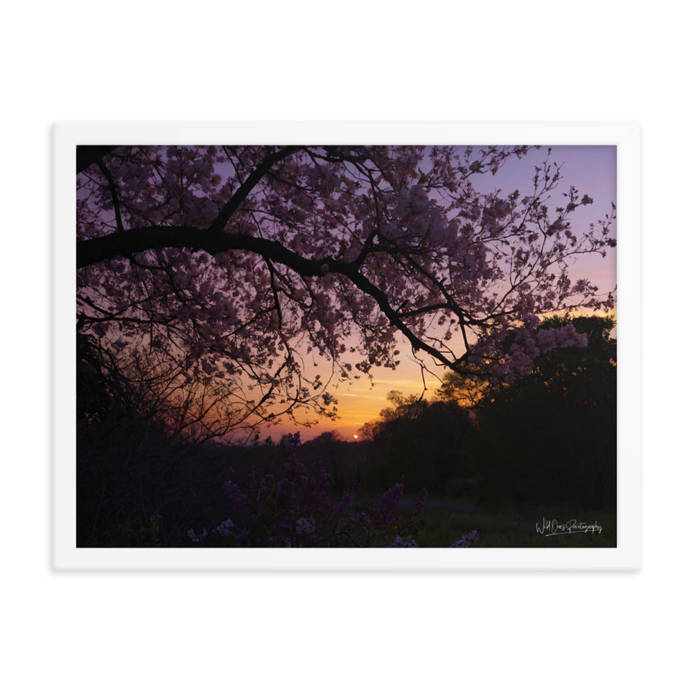 Sunset Blooms - Framed Paintography