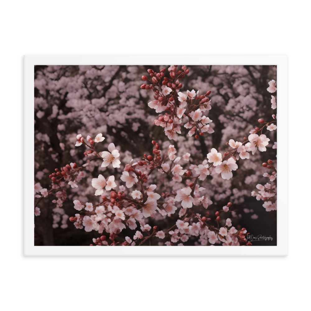 Spring Blossom - Framed Paintography