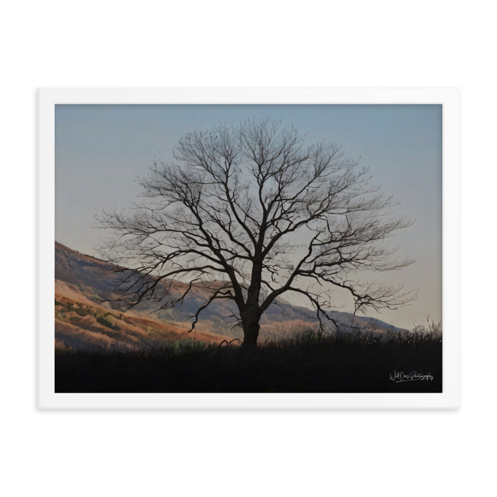Old Tree - Framed Paintography
