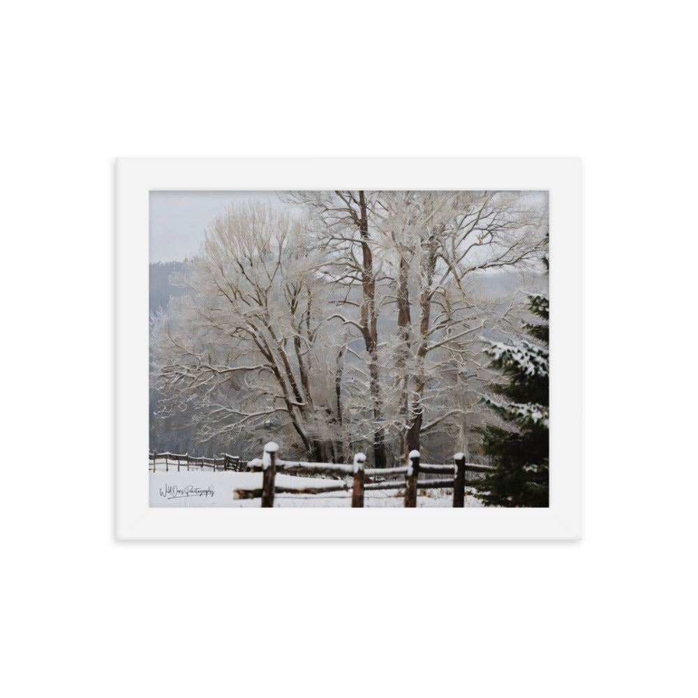 Winter Wonder Trees - Framed Paintography