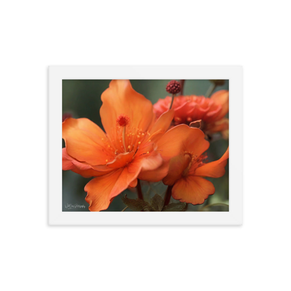 Tiger Lily - Framed Paintography