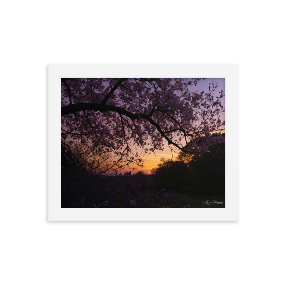 Sunset Blooms - Framed Paintography