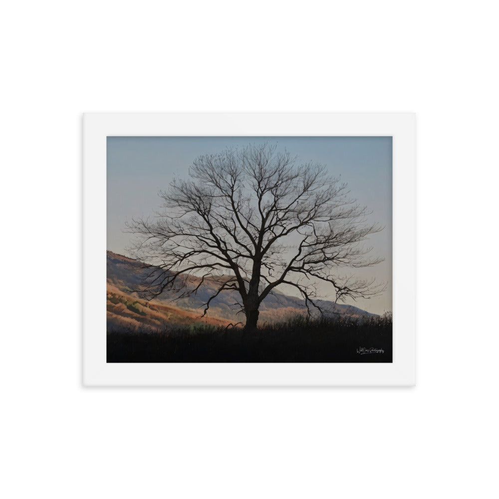 Old Tree - Framed Paintography